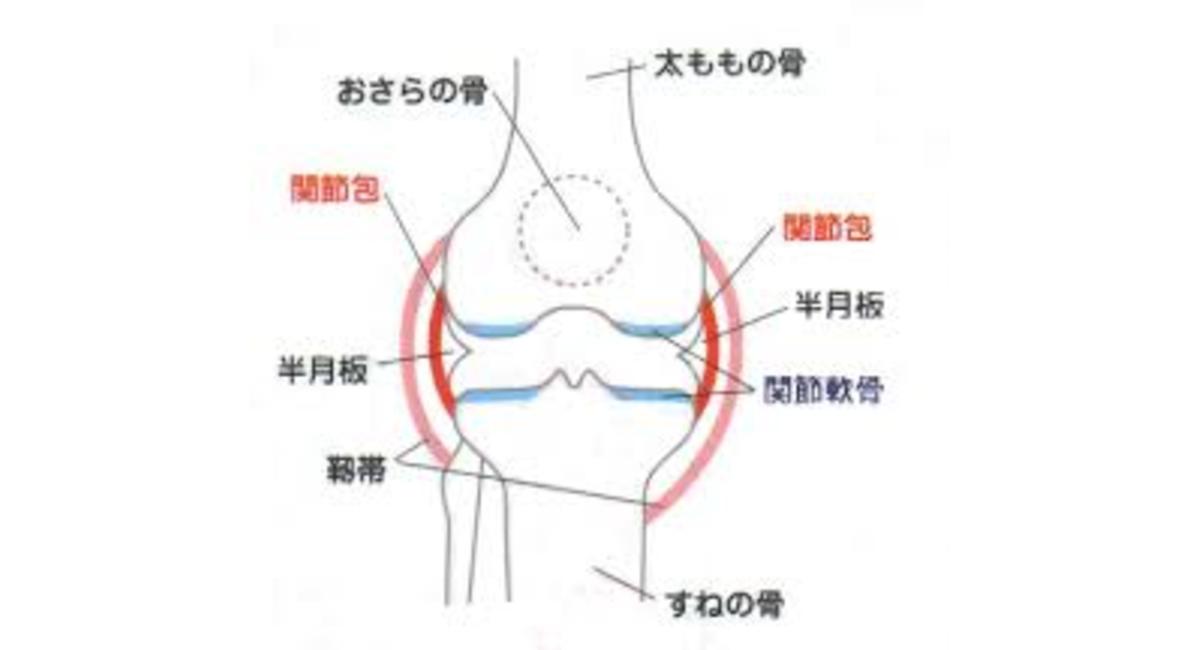 関節軟骨
